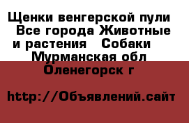 Щенки венгерской пули - Все города Животные и растения » Собаки   . Мурманская обл.,Оленегорск г.